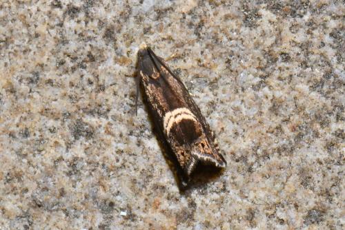 Réf. 256 553 : Grapholita discretana